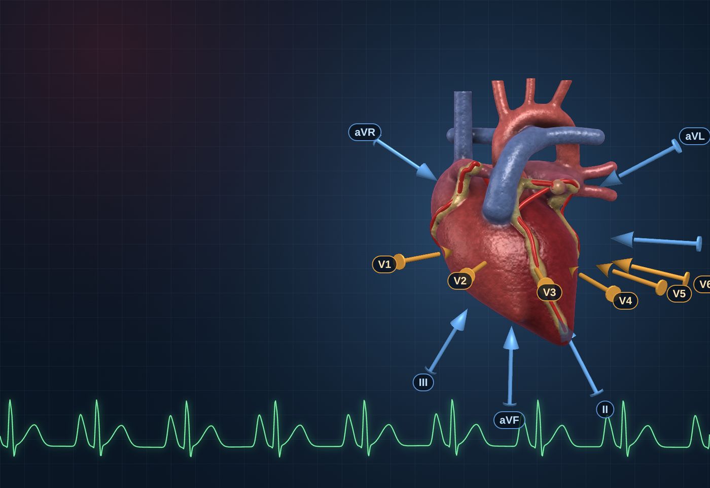 Corazón en 3D con las flechas de las derivaciones del electrocardiograma