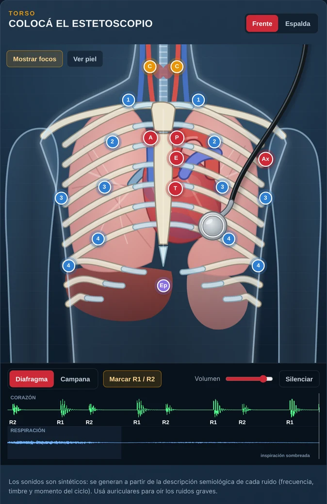 Captura del simulador de Auscultación: torso con focos marcados, estetoscopio apoyado en el foco mitral y fonocardiograma